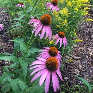 Meet your Posher, Joelle